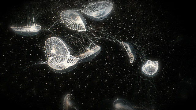 Photograph by Denise Allen 'Crystal jelly - Aequorea victoria', 2007, online flick https://www.flickr.com/photos/corruptkitten/2112559044/in/photolist-4dFqcN-fBf1Yc-7Xk8hd-fBf3cc-fBf3NB-F8axJ-fBumhL-fBuksJ-fBuoJ3-tPh5-bH9GQF-fBukK5-fBf5sR-fBf1DZ-fBf4KH-fBum2A-fBumTQ-fBuoxh-6Pz3ya-bunSTi-bunSPz-axfpnP-owodsv-oeL3nc-ow3TzL-gVwE4-jU4uy-cYM9qS-7pwf7z-59Ckht-owj9Sn-oexprS-oexi2i-6R1kx-oeLoRi-6R1kw-ovS8SP-5Qc6Yy-oeZD26-oeK9JG-oeTavh-ovWTtN-oeqSsS-owctbX-oeJrfj 